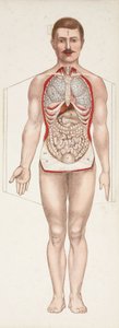 Figures anatomiques Les organes internes, fin 19e-début 20e siècle