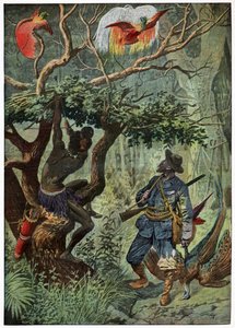 Oiseau de paradis - . .