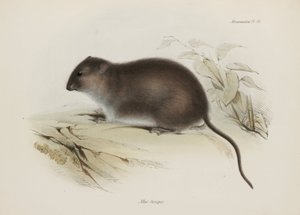 Rat brun ou à pieds bruns, Australie, vers 1832-1836