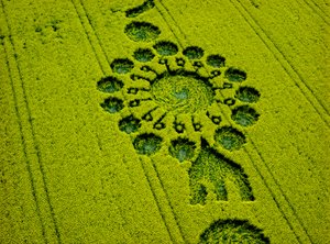 Cercle de culture dans un champ de colza, Milk Hill, Alton Priors, Vale of Pewsey, Wiltshire