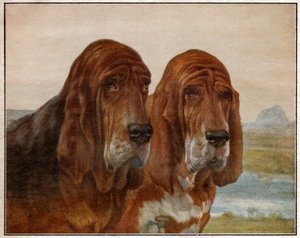 Chiens de Saint Hubert ou Bloodhound. 1925 (illustration) - . .