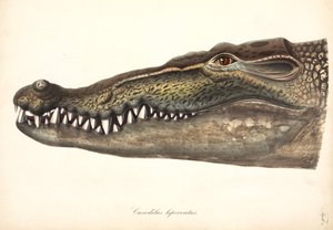 Crocodile estuarien ou d