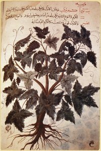 Herbiers Vigne - Ferdinand Georg Waldmuller
