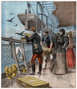 Expériences avec des pigeons voyageurs - . .