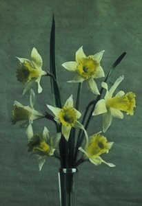 Jonquilles - Frederick (attr. to) Barnard