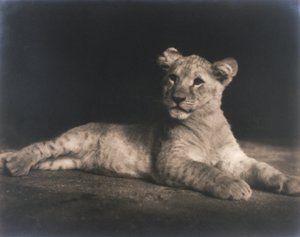 Lionceau - John Pardon