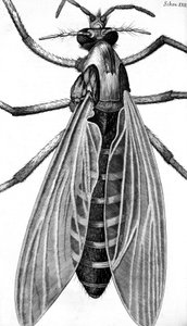 Microscopie - Frederick (attr. to) Barnard