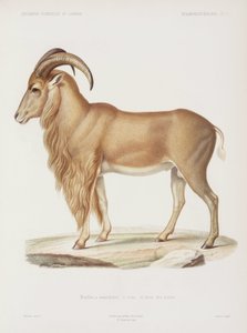 Mouflon, Algérie