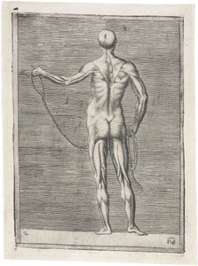 Étude anatomique des muscles masculins; homme tenant une corde, c 1555 - Frederick (attr. to) Barnard