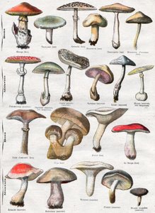 Champignons