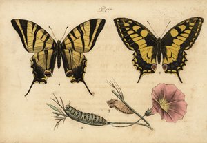 Machaon, Papillo machaon 1,2,3 et Flambé, Iphiclides podalirius 4 - John Pardon