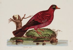 Colombe rouge - John Pardon