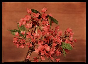 Fleurs rouges, c 1940 - Frederick (attr. to) Barnard