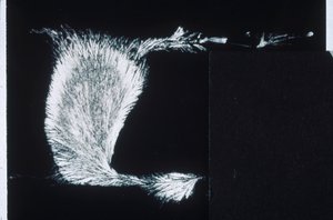 Silicates, silicate de sodium