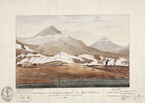 Léopards de mer à l