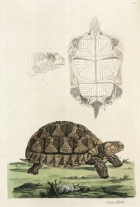 Tortue éperonnée
