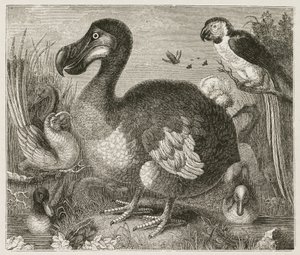 Le Dodo - Ferdinand Georg Waldmuller