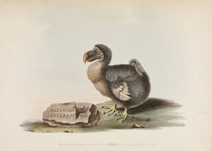 Le Dodo - John Pardon