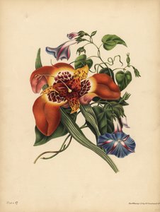 La fleur de tigre mexicaine, Tigridia pavonia, Changement; Le grand liseron bleu, Nuit - John Pardon