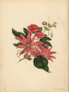 La passiflore racémeuse, Passiflora racemosa, Superstition religieuse - John Pardon