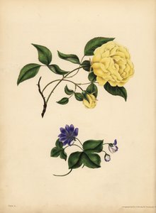 La rose de Chine parfumée, Rosa chinensis, Infidélité; L