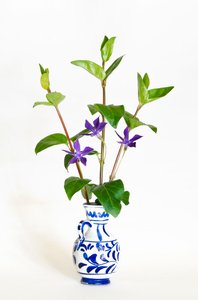 Trois tiges de grande pervenche (Vinca major) en fleur dans un vase - . .