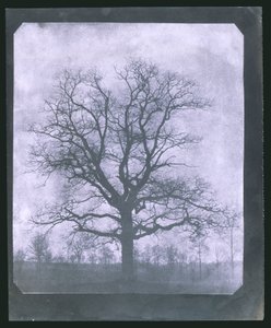 Arbre en hiver, milieu du 19e siècle