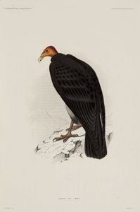 Urubu à tête rouge, Chili - John Pardon