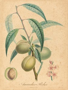 Amandier - Pêcher - after A. Poiteau