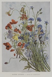 Fleurs Animées. Bluets et Coquelicots.