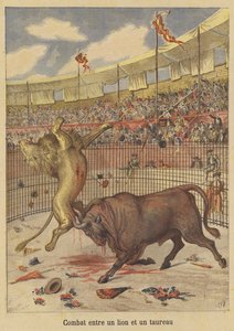 Combat entre un lion et un taureau