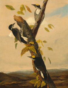 Pic à Dos Noir à Trois Doigts - after John James Audubon Joseph Bartholomew Kidd