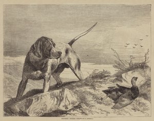 Grouse blessé - after Richard Ansdell