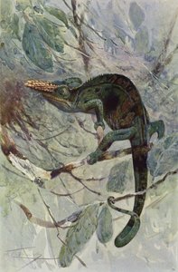 Caméléon africain - after Wilhelm Kuhnert