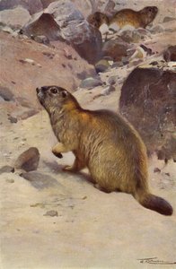 Marmotte alpine