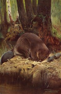 Castor - after Wilhelm Kuhnert