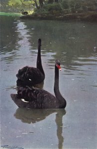 Cygne noir