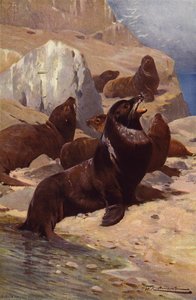 Lion de mer de Californie