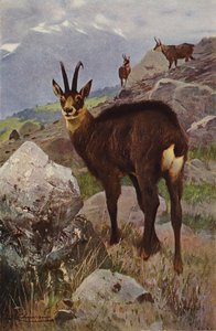 Chamois - after Wilhelm Kuhnert