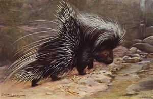 Porc-épic à crête - after Wilhelm Kuhnert