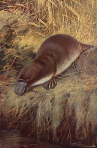Ornithorynque