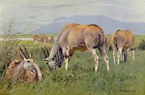 Éland - after Wilhelm Kuhnert