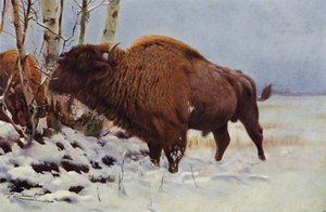 Bison d