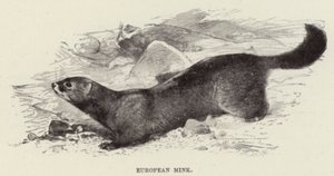 Vison européen - after Wilhelm Kuhnert