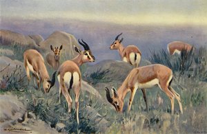 Gazelle - after Wilhelm Kuhnert