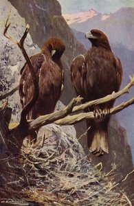 Aigle royal - after Wilhelm Kuhnert