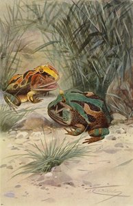 Crapaud cornu - after Wilhelm Kuhnert