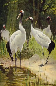 Grue de Mandchourie - after Wilhelm Kuhnert