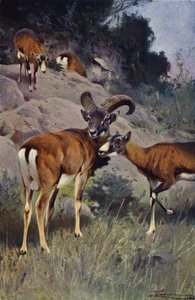 Mouflon - after Wilhelm Kuhnert