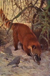 Coati roux - after Wilhelm Kuhnert